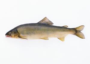 天保十二年創業の角長で買える生醤油