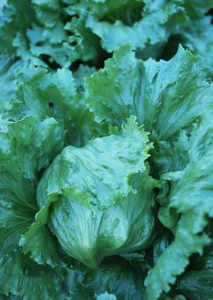 大阪・道頓堀の絶品丼を堪能！伝説のすた丼屋道頓堀店の魅力と詳細情報